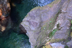 120803-04 - Mishmesh Tourist