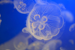 120803-04 - Mishmesh Tourist