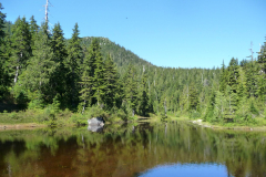 130701 - Cypress on a hot day