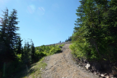 130701 - Cypress on a hot day