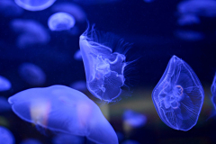 130810 - Jelly Jelly Jelly fish (and friends)