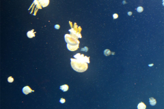 130810 - Jelly Jelly Jelly fish (and friends)