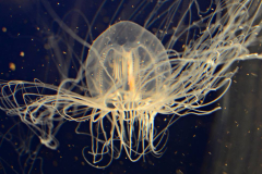 130810 - Jelly Jelly Jelly fish (and friends)