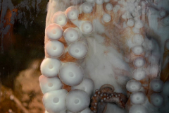 130810 - Jelly Jelly Jelly fish (and friends)