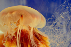 130810 - Jelly Jelly Jelly fish (and friends)