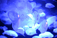 130810 - Jelly Jelly Jelly fish (and friends)