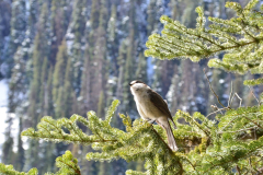 15 Whistler trip