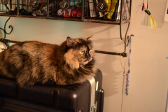 1603 Catfe Visit