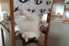 1605 Catfe again