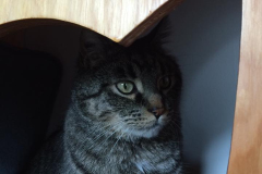 1605 Catfe again