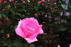 Timeline photos