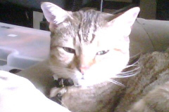 Creepy animal stalker