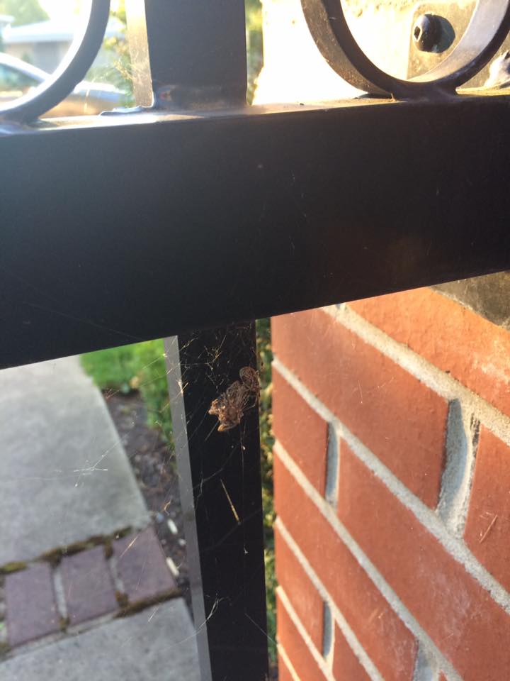 Spiderbob
