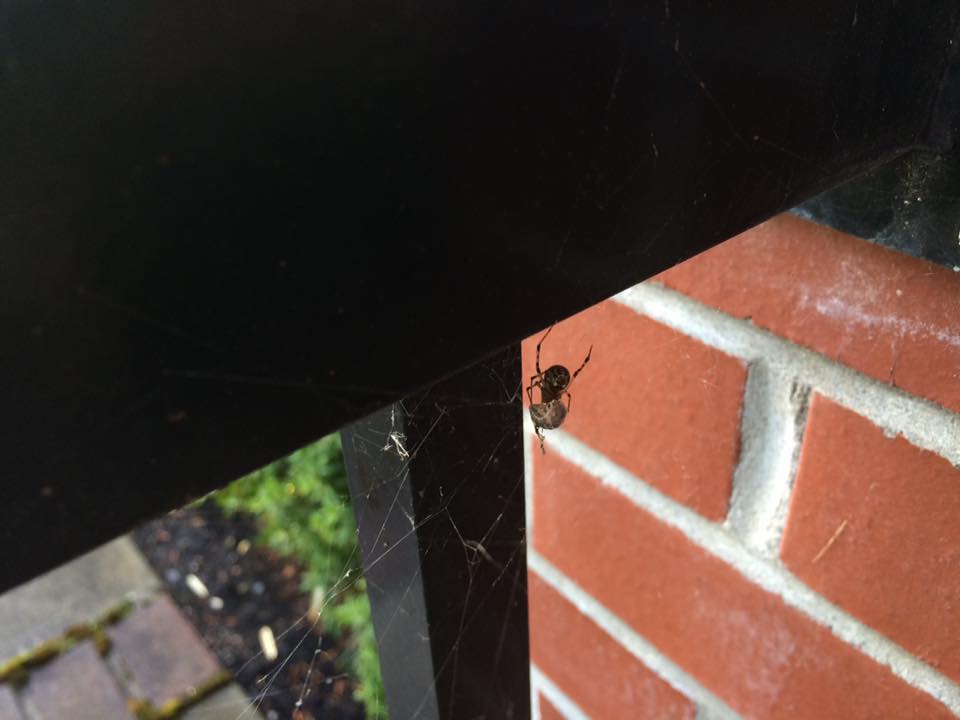 Spiderbob