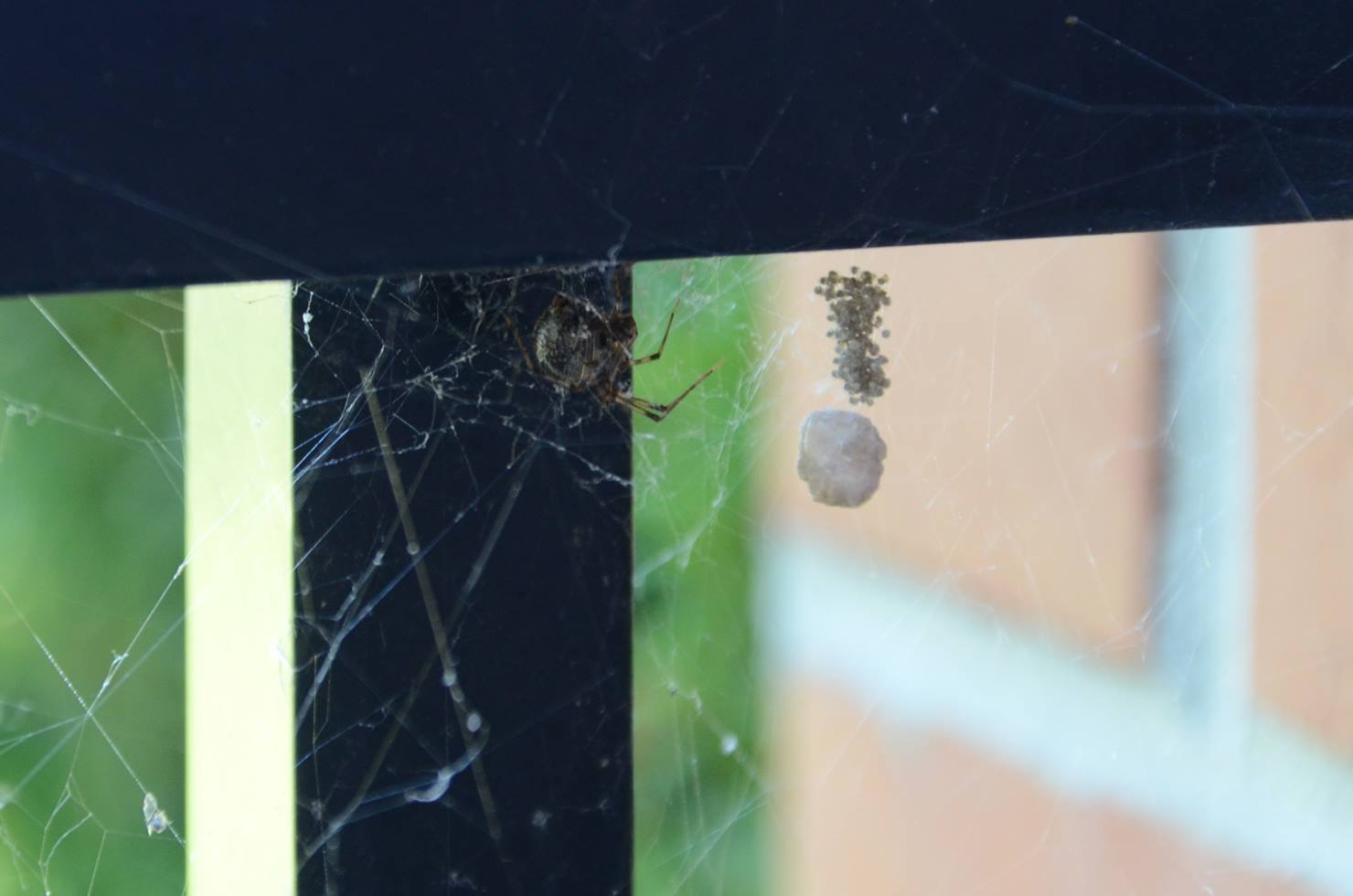 Spiderbob