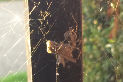 Spiderbob