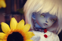 sunflower3