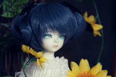 sunflower2
