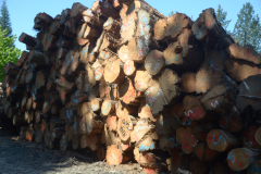 Malcolm Knapp Research Forest