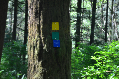 Malcolm Knapp Research Forest