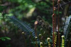 Malcolm Knapp Research Forest