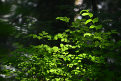 Malcolm Knapp Research Forest