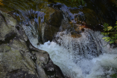 Malcolm Knapp Research Forest