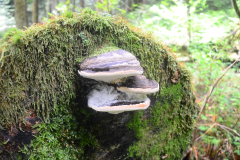 Brothers Creek Trail