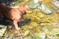 Brothers Creek Trail