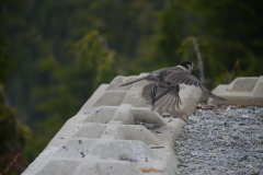 A bird