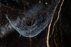 Dewy Spiderweb