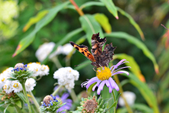 Camo Butterfly