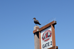 Fisherman's Wharf