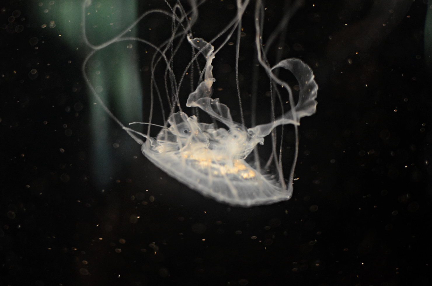 A type of Sea Nettle