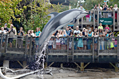 Dolphins are amazing