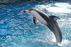 Dolphins are amazing