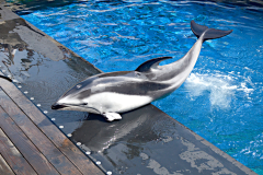 Dolphins are amazing