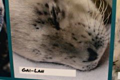 Harbour Seals