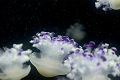 Mediterranean jellies