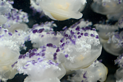 Mediterranean jellies
