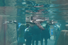 Penguins