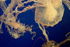 Purple Striped Jelly