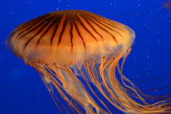 Purple striped Sea Nettle