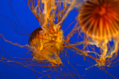 Purple striped Sea Nettle