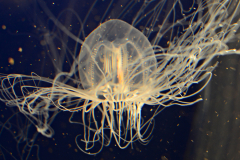 Red-eye Medusa