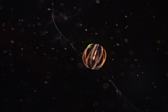 Sea Gooseberry