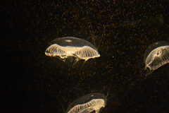 Umbrella Jellies