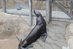 Whining Sea Lion