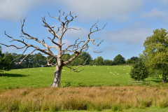 English countryside