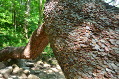 The Money tree